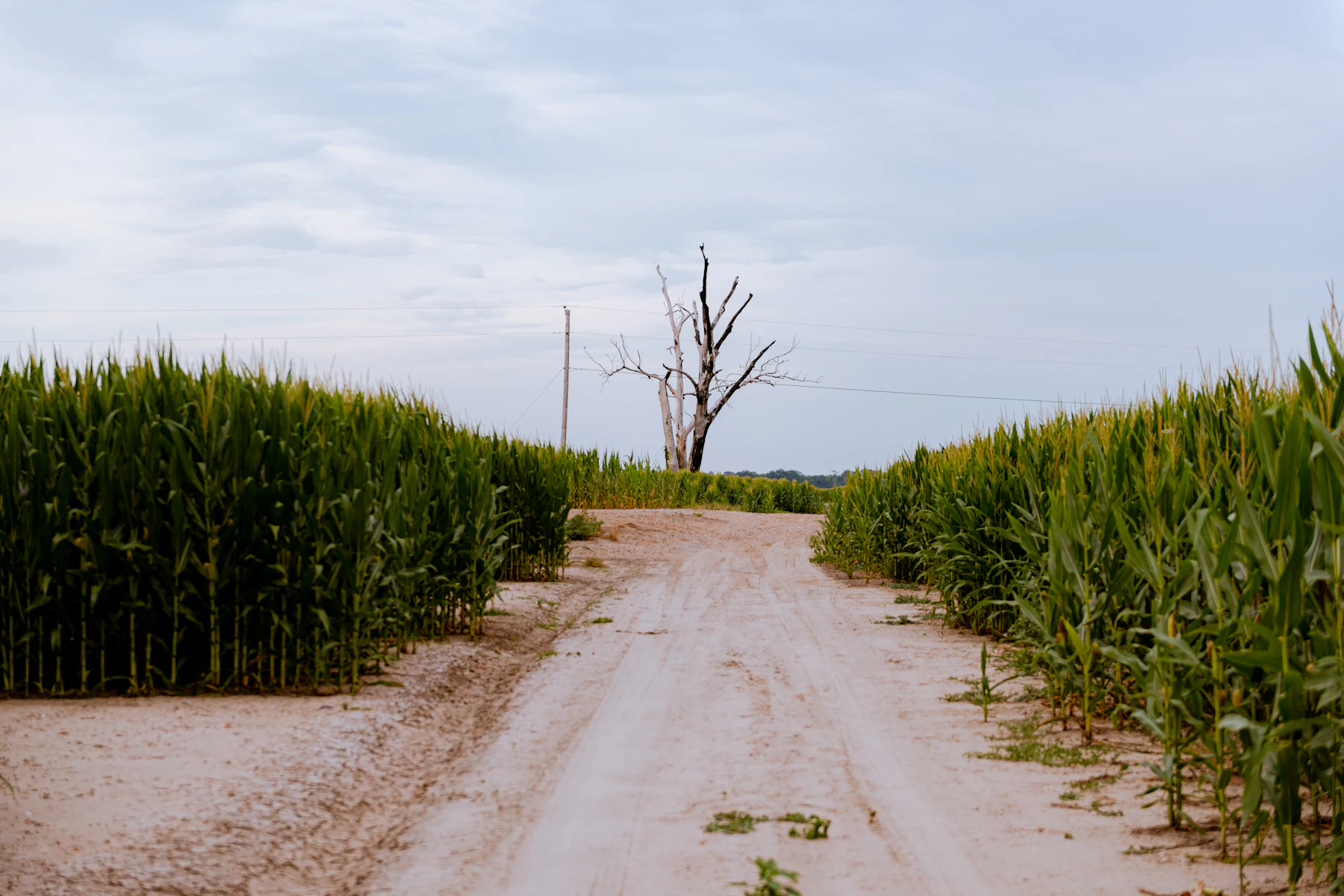 Dirt road between green cornfields
