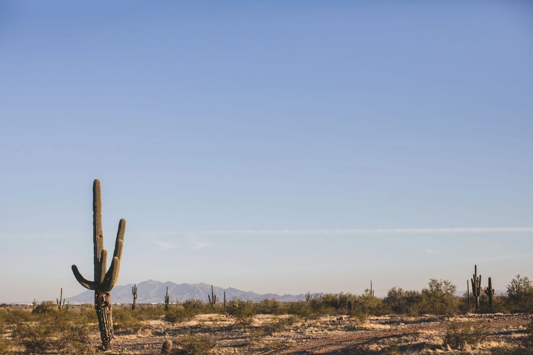 Saguaro cacti in the Sonoran Desert outside Phoenix, Arizona