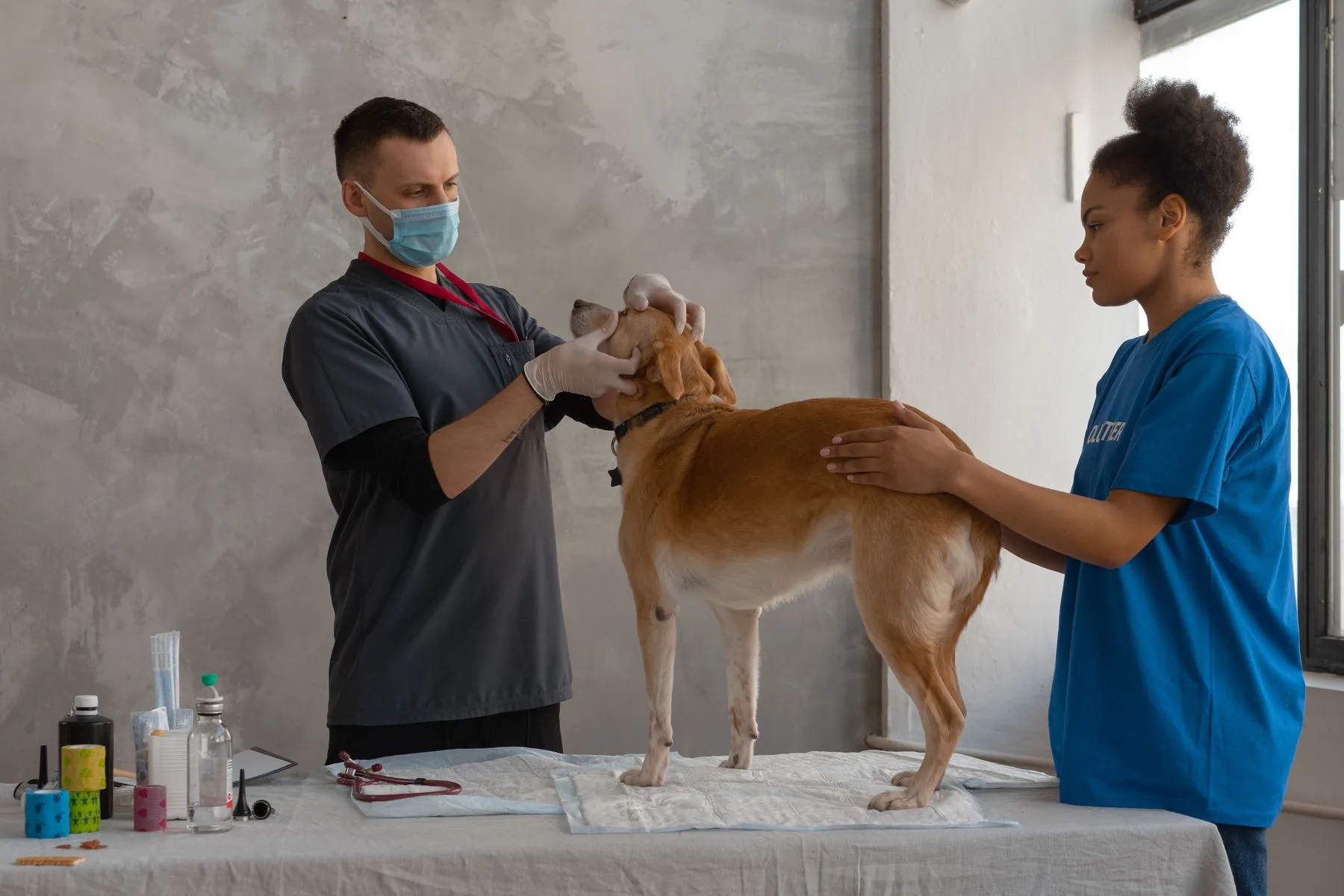 Cómo comparar compañías de préstamos para negocios: guía 2 Veterinario revisando a un perro en la mesa de su clínica