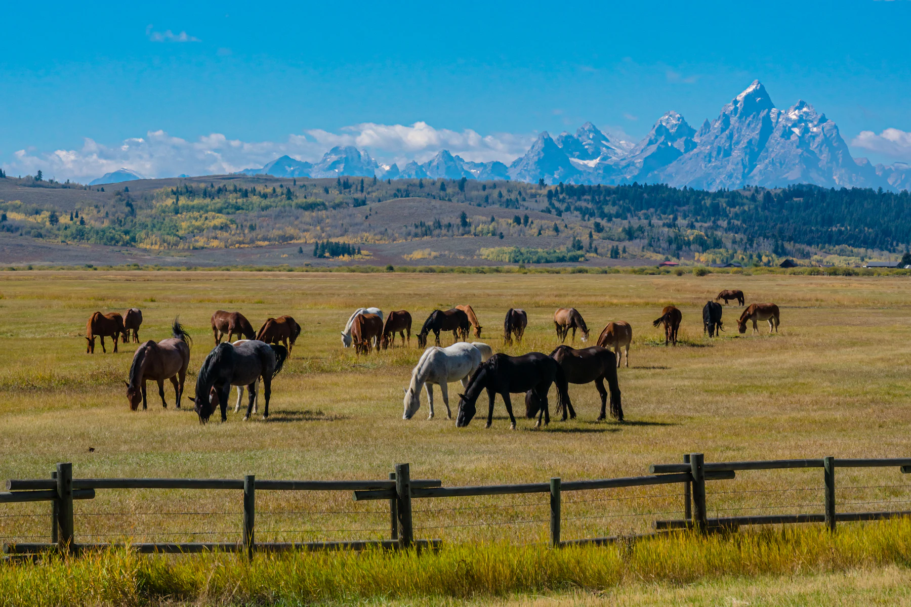 5 Razones por las que los Dueños de Negocios en Wyoming Buscan Financiamiento en 2026 2 Manada de caballos pastando en un campo verde de Wyoming