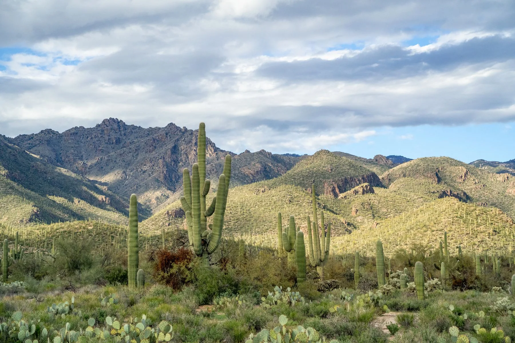 Fondos para Negocios en Arizona: Opciones y Cómo Obtenerlos Ya 2 Saguaros en las montañas del desierto de Arizona