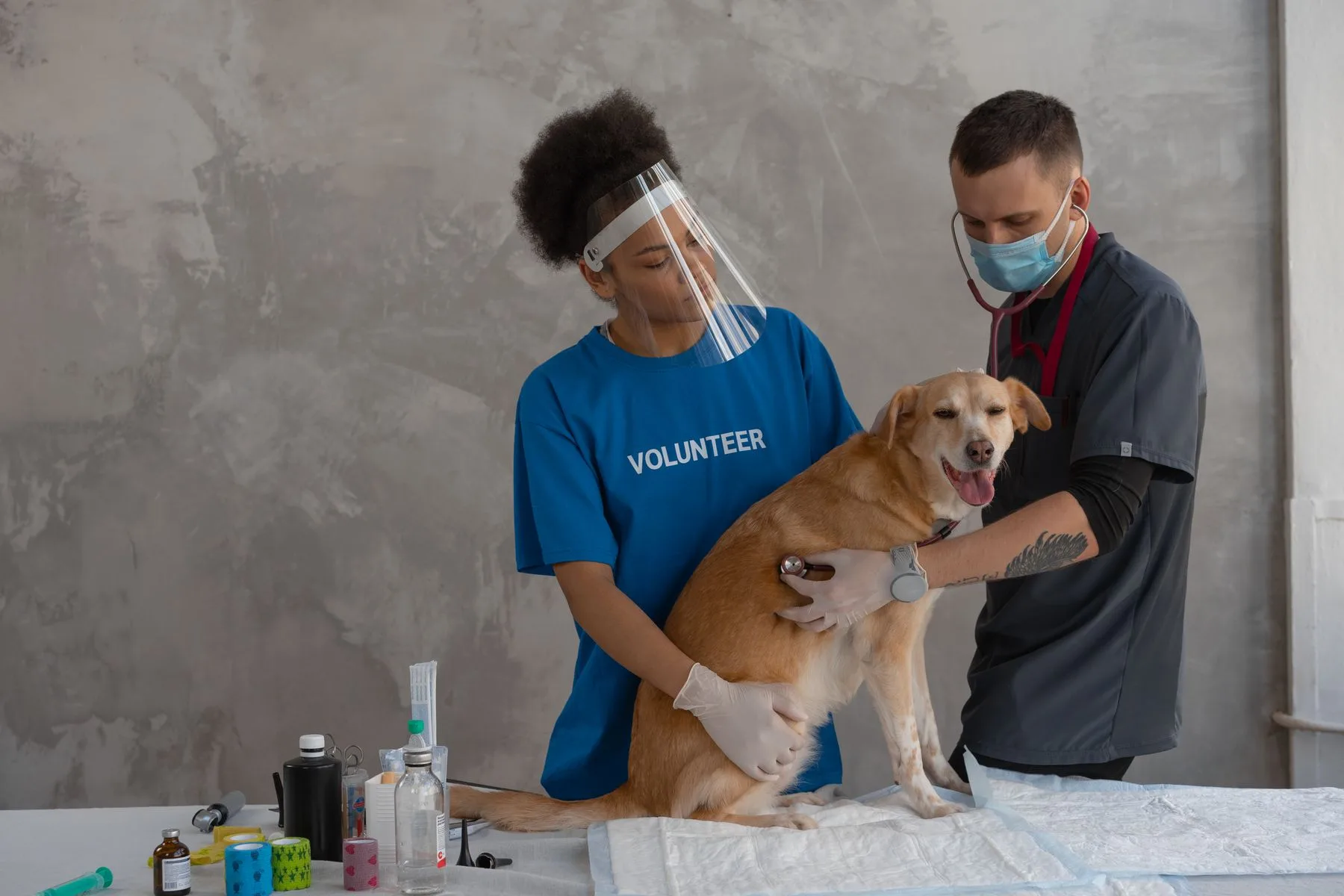 How to Compare Business Loan Companies: A Buyer’s Guide 2 Veterinarian examining a dog on the table of a small clinic